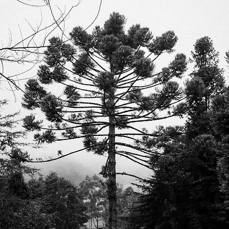 Cabana Mimosa Monte Verde  Exteriér fotografie