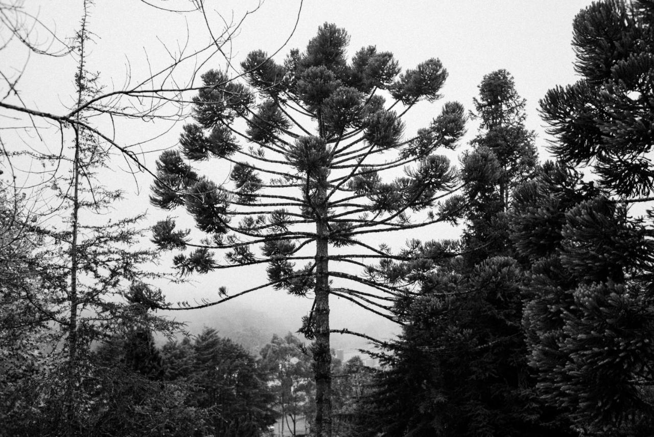 Cabana Mimosa Monte Verde  Exteriér fotografie